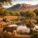 Ranthambore National Park in Rajasthan featuring a Bengal tiger walking near a waterbody, safari jeep in the background, lush forest landscape, birds, and Ranthambore Fort on a hill under warm golden light.