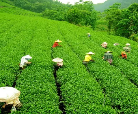 Lush green Darjeeling tea gardens in the Himalayan hills