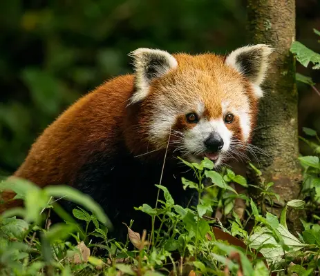 Padmaja Naidu Himalayan Zoological Park in Darjeeling famous for snow leopards and red pandas