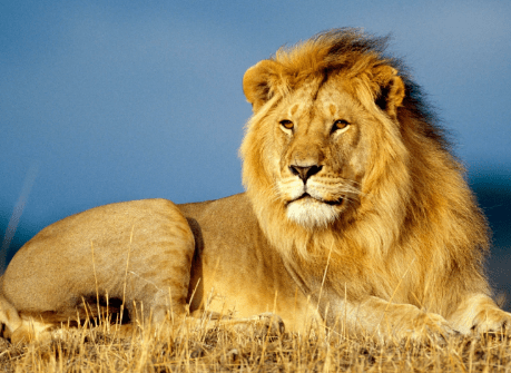 LION IMAGE