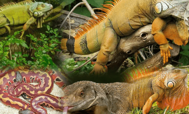 REPTILES
